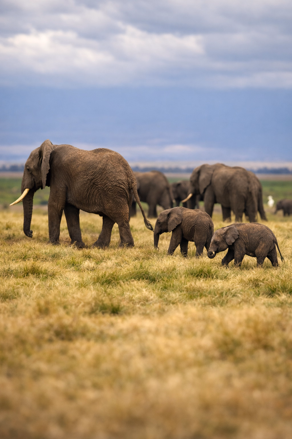 Elephants on safari