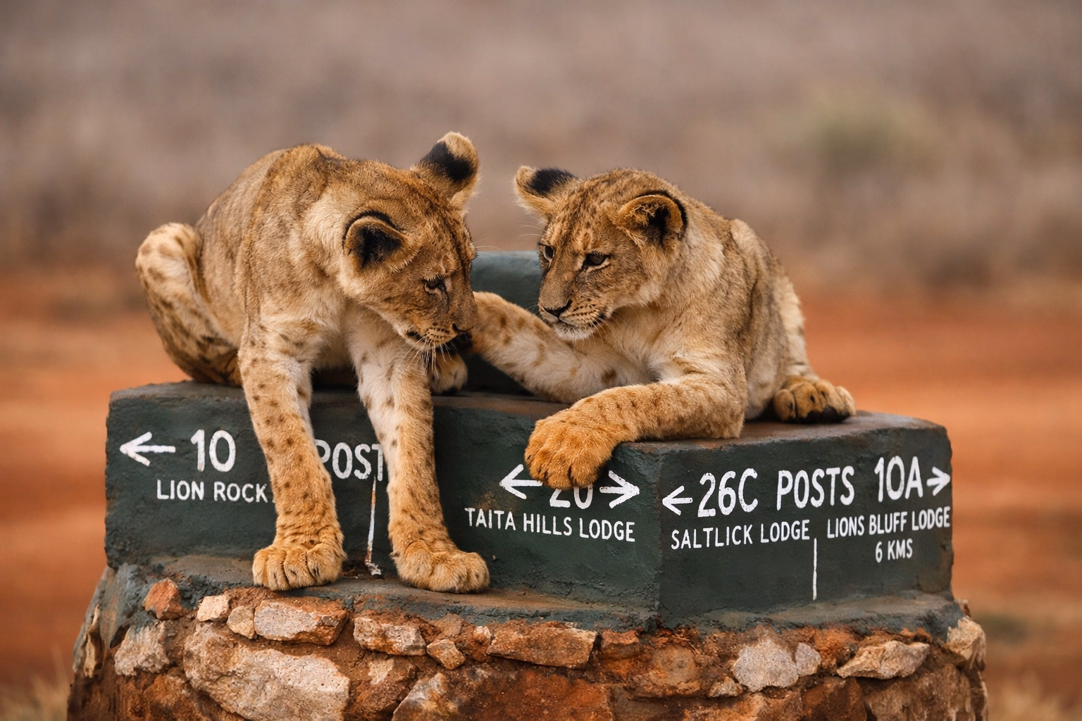 Lion cubs on safari