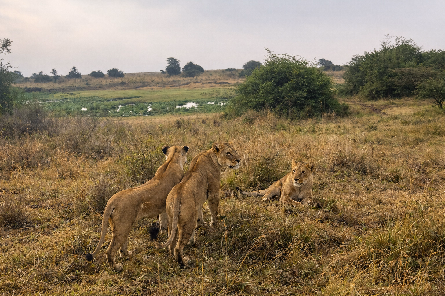 Lion in Nairobi National Park