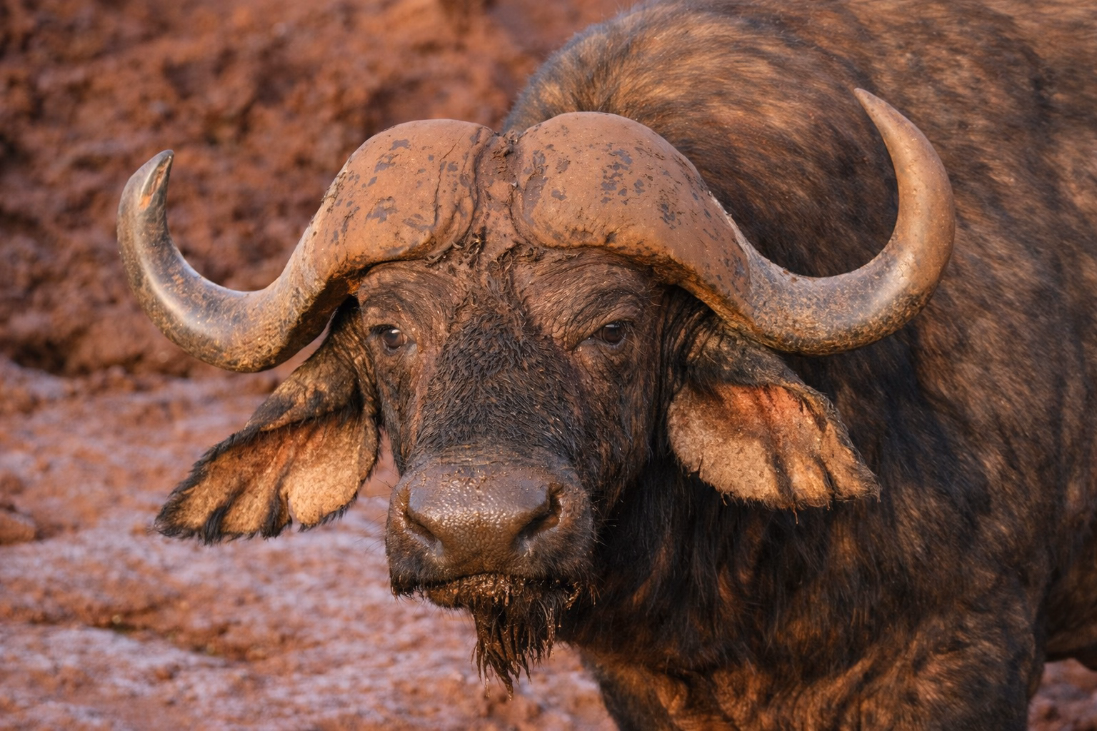 Buffalo on safari